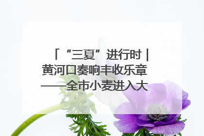 “三夏”进行时｜黄河口奏响丰收乐章——全市小麦进入大面积收获高峰期