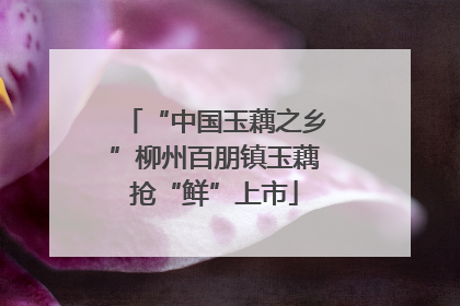“中国玉藕之乡”柳州百朋镇玉藕抢“鲜”上市