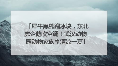 犀牛黑熊蹭冰块，东北虎企鹅吹空调！武汉动物园动物家族享清凉一夏