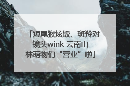短尾猴炫饭、斑羚对镜头wink 云南山林萌物们“营业”啦