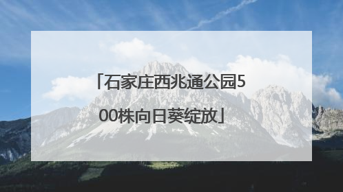 石家庄西兆通公园500株向日葵绽放
