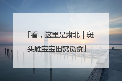 看，这里是肃北｜斑头雁宝宝出窝觅食