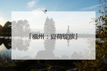 福州：夏荷绽放