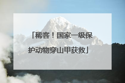 稀客！国家一级保护动物穿山甲获救