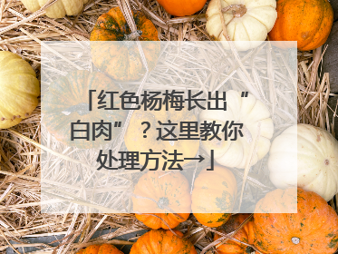 红色杨梅长出“白肉”？这里教你处理方法→