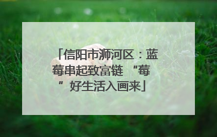 信阳市浉河区：蓝莓串起致富链 “莓”好生活入画来