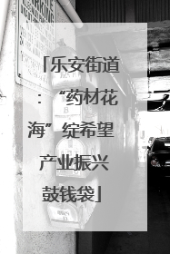 乐安街道：“药材花海”绽希望 产业振兴鼓钱袋