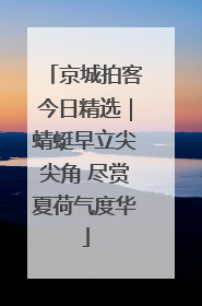 京城拍客今日精选｜蜻蜓早立尖尖角 尽赏夏荷气度华
