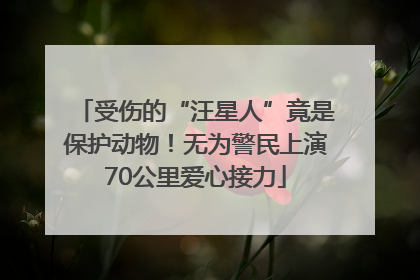 受伤的“汪星人”竟是保护动物！无为警民上演70公里爱心接力