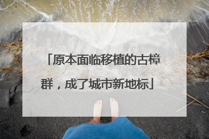 原本面临移植的古樟群，成了城市新地标