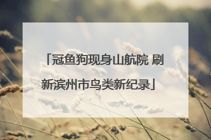 冠鱼狗现身山航院 刷新滨州市鸟类新纪录