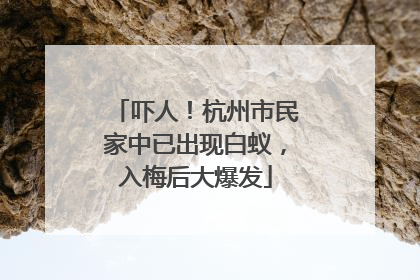 吓人！杭州市民家中已出现白蚁，入梅后大爆发