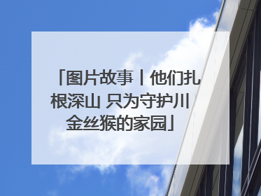 图片故事丨他们扎根深山 只为守护川金丝猴的家园