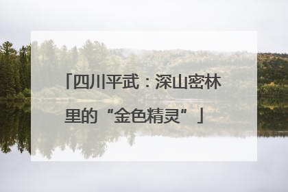 四川平武：深山密林里的“金色精灵”
