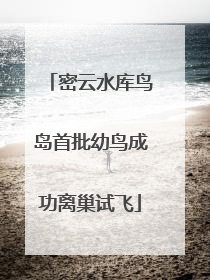 密云水库鸟岛首批幼鸟成功离巢试飞