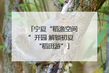 宁夏“稻渔空间”开园 解锁初夏“稻田游”