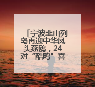 宁波韭山列岛再迎中华凤头燕鸥，24对“酷鸥”喜结连理迎接新生命