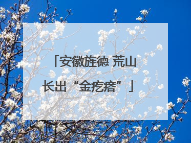 安徽旌德 荒山长出“金疙瘩”