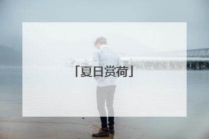 夏日赏荷