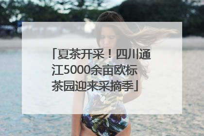 夏茶开采！四川通江5000余亩欧标茶园迎来采摘季