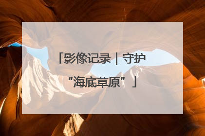 影像记录｜守护“海底草原”
