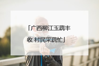广西柳江玉藕丰收 村民采藕忙