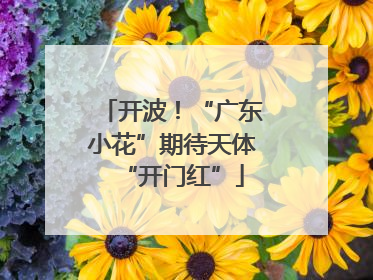 开波！“广东小花”期待天体“开门红”