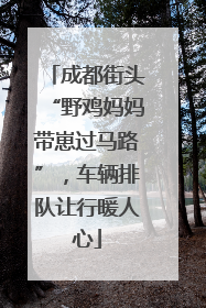 成都街头“野鸡妈妈带崽过马路”，车辆排队让行暖人心