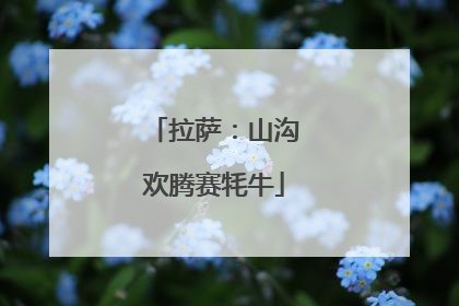 拉萨：山沟欢腾赛牦牛