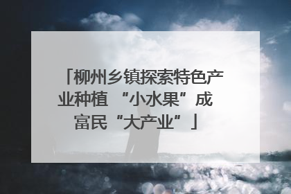柳州乡镇探索特色产业种植 “小水果”成富民“大产业”