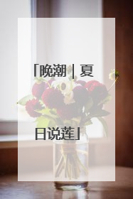 晚潮｜夏日说莲