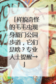 样貌奇怪的毛毛虫现身厦门公园步道，它们是啥？专业人士提醒→