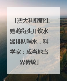 澳大利亚野生鹦鹉街头开饮水器排队喝水，科学家：成当地鸟界传统