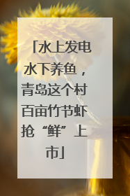 水上发电水下养鱼，青岛这个村百亩竹节虾抢“鲜”上市