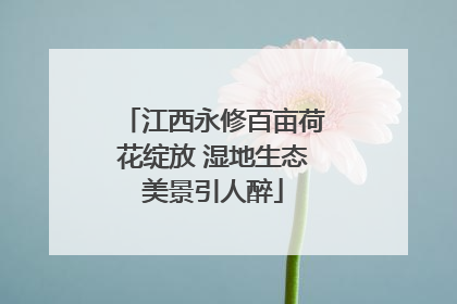 江西永修百亩荷花绽放 湿地生态美景引人醉