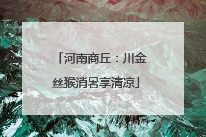 河南商丘：川金丝猴消暑享清凉