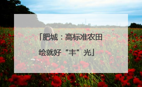 肥城：高标准农田绘就好“丰”光