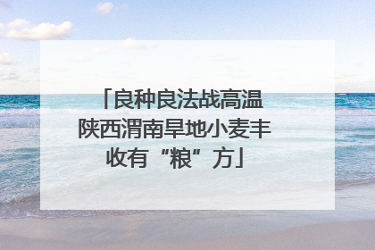 良种良法战高温 陕西渭南旱地小麦丰收有“粮”方