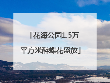 花海公园1.5万平方米醉蝶花盛放