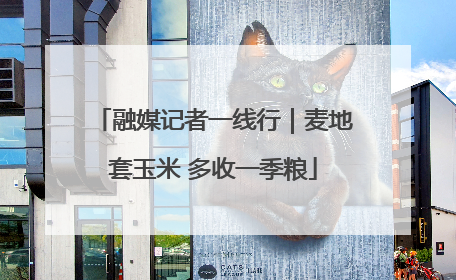 融媒记者一线行｜麦地套玉米 多收一季粮