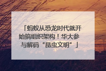 蚂蚁从恐龙时代就开始搞组织架构！华大参与解码“昆虫文明”