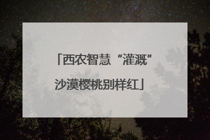 西农智慧“灌溉” 沙漠樱桃别样红