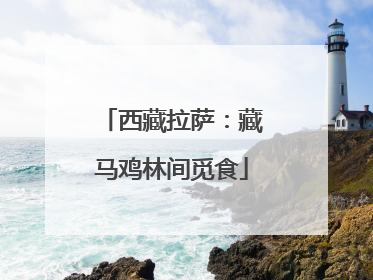 西藏拉萨：藏马鸡林间觅食
