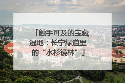 触手可及的宝藏湿地：长宁绿道里的“水杉镜林”
