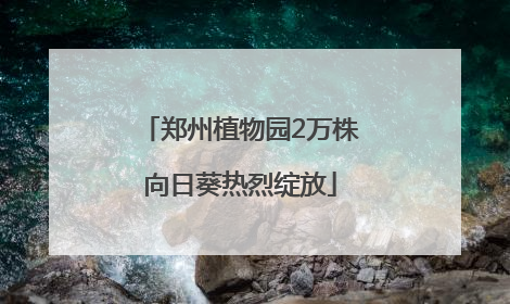 郑州植物园2万株向日葵热烈绽放