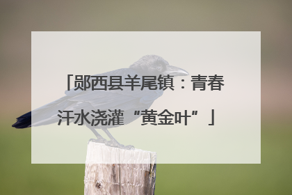 郧西县羊尾镇：青春汗水浇灌“黄金叶”