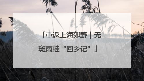 重返上海郊野｜无斑雨蛙“回乡记”