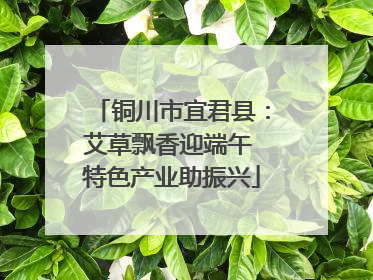 铜川市宜君县：艾草飘香迎端午 特色产业助振兴