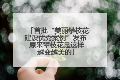 首批“美丽攀枝花建设优秀案例”发布 原来攀枝花是这样越变越美的