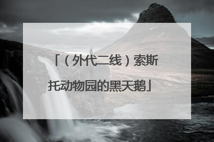 （外代二线）索斯托动物园的黑天鹅